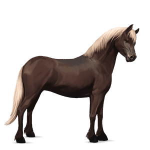 pónei haflinger lazão crinalvo 