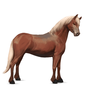 pónei haflinger lazão crinalvo 