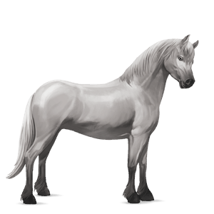 pónei haflinger lazão crinalvo 