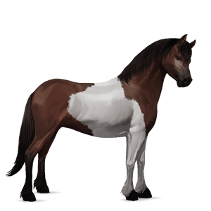 pónei shetland lazão crinalvo 