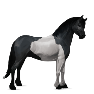 pónei shetland lazão crinalvo 