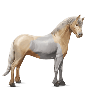 pónei shetland lazão escuro