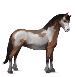 pónei shetland lazão