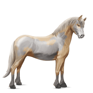 cavalo de passeio lazão escuro