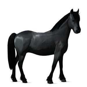 pónei shetland lazão