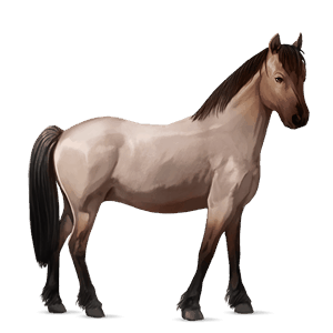 cavalo de passeio caçador irlandês castanho escuro