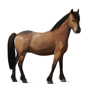 pónei kerry bog palomino