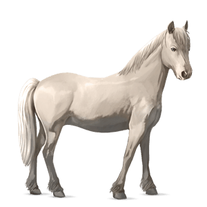 pónei shetland palomino