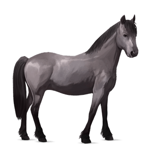 cavalo de passeio puro sangue inglês ruço pigarço