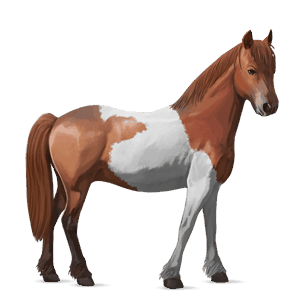 cavalo de passeio gypsy vanner tobiano com pintas cinza