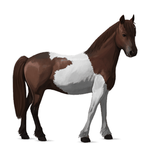 pónei shetland tobiano castanho