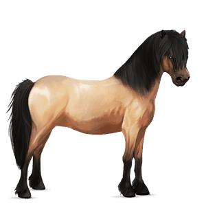 pónei shetland lazão escuro