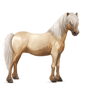 pónei shetland ruão-rosilho