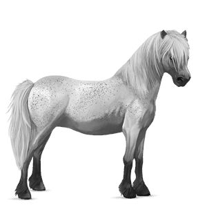 pónei welsh baio