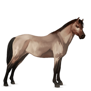 pónei haflinger lazão crinalvo 