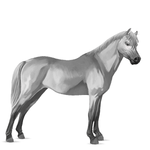 pónei haflinger lazão crinalvo 
