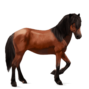 cavalo de passeio puro sangue lusitano castanho cereja
