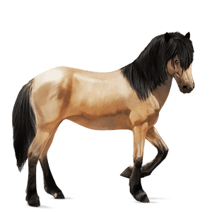 cavalo de passeio knabstrup leopardo preto 