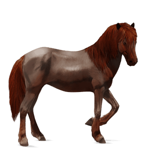 cavalo de passeio castanho escuro