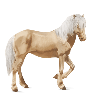 cavalo de passeio puro sangue lusitano baio