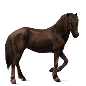 cavalo de passeio puro sangue lusitano baio