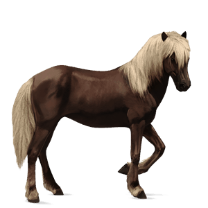 cavalo de passeio puro sangue lusitano castanho escuro