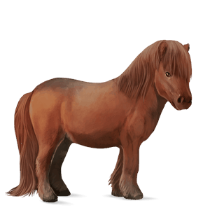 pónei shetland lazão