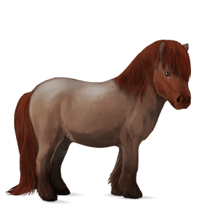 cavalo de passeio crioulo argentino lazão escuro