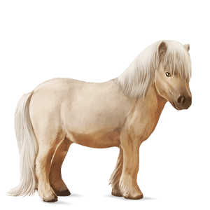 cavalo de passeio puro sangue lusitano lazão