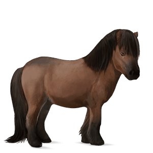 pónei shetland castanho escuro