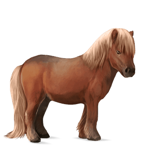 pónei shetland lazão crinalvo 