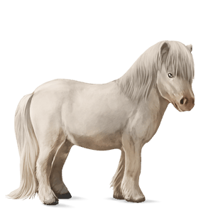 pónei shetland lazão escuro crinalvo 