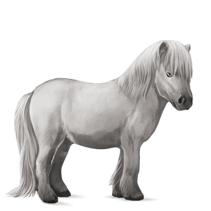 pónei shetland lazão escuro crinalvo 