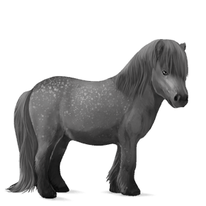 pónei shetland castanho