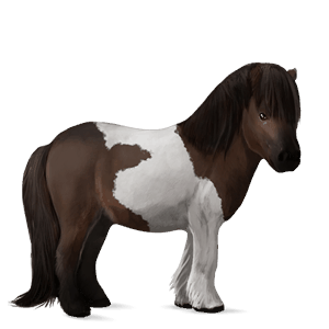 pónei shetland lazão escuro crinalvo 
