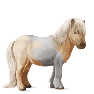 pónei shetland pardo rato