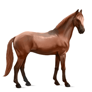 cavalo de passeio paint horse overo lazão