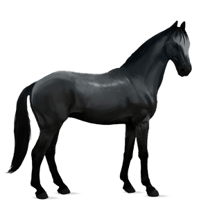 cavalo de passeio puro sangue inglês palomino
