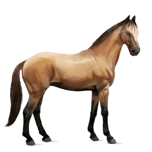 cavalo de passeio puro sangue lusitano baio