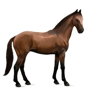 cavalo de passeio hanoveriano castanho