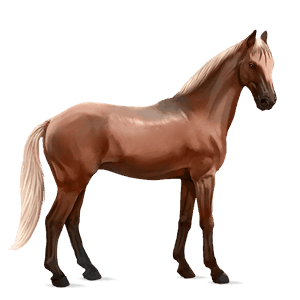 cavalo de passeio puro sangue inglês preto
