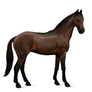 cavalo de passeio puro sangue lusitano castanho escuro