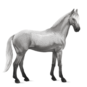 cavalo de passeio puro sangue lusitano baio