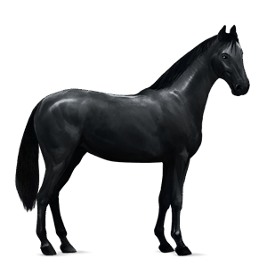 cavalo de passeio puro sangue inglês castanho escuro