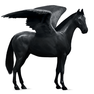pégaso de passeio hanoveriano preto