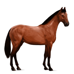 cavalo de passeio holstein castanho cereja