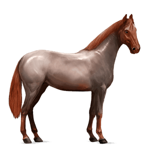 cavalo de passeio puro sangue lusitano preto