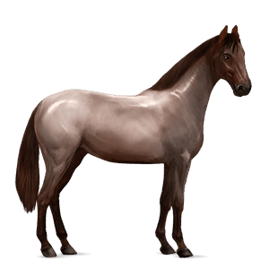 cavalo de passeio sela francesa ruão