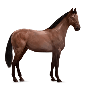 cavalo de passeio holstein castanho escuro