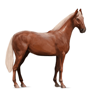 cavalo de passeio akhal-teke lazão crinalvo 